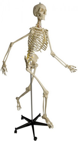 Modèle anatomique de squelette - MI200.2 - RÜDIGER - ANATOMIE