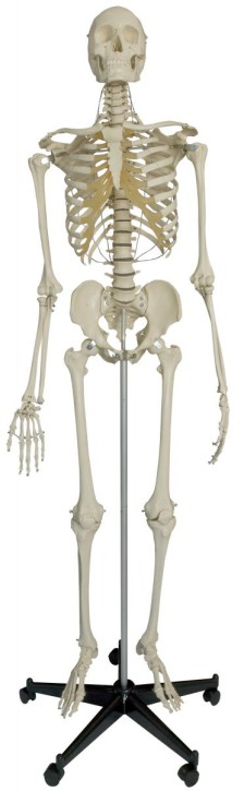 ruediger Anatomie Pa03 le Squelette Humain Tableau, français, 70 cm x 100  cm, papier