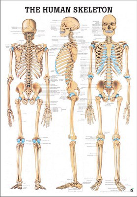 Rüdiger Anatomie Crâne anatomique avec musculature faciale