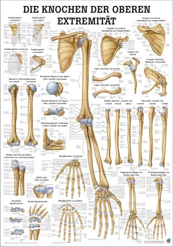 Die Knochen der oberen Extremität, 24 x 34 cm, paper-MIPO63