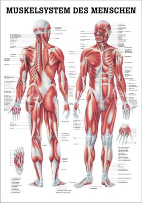 Muskelsystem Des Menschen 70 X 100 Cm Laminiert Ta04lam